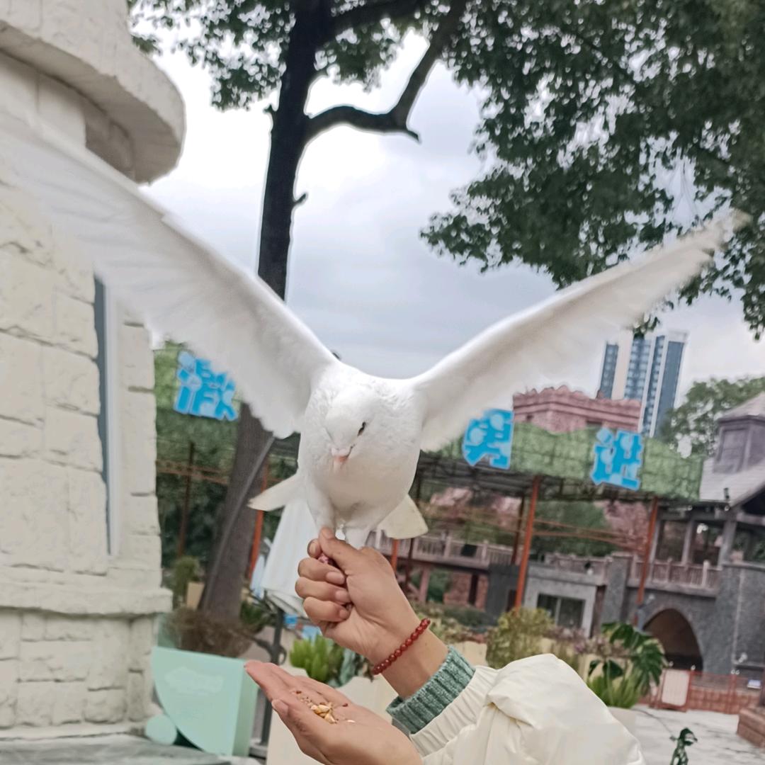 齾爩灪爨