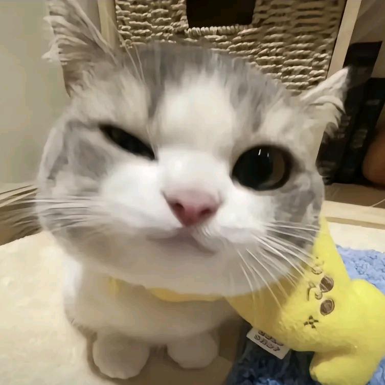 纸巾恋