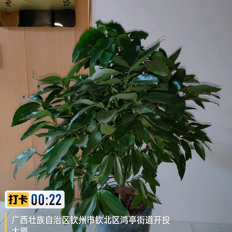 默默无语，祝福无价！