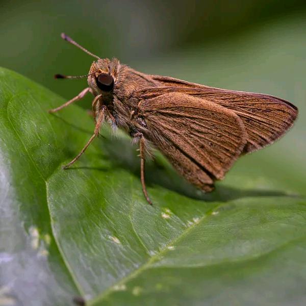 瞬天然漆磁装饰