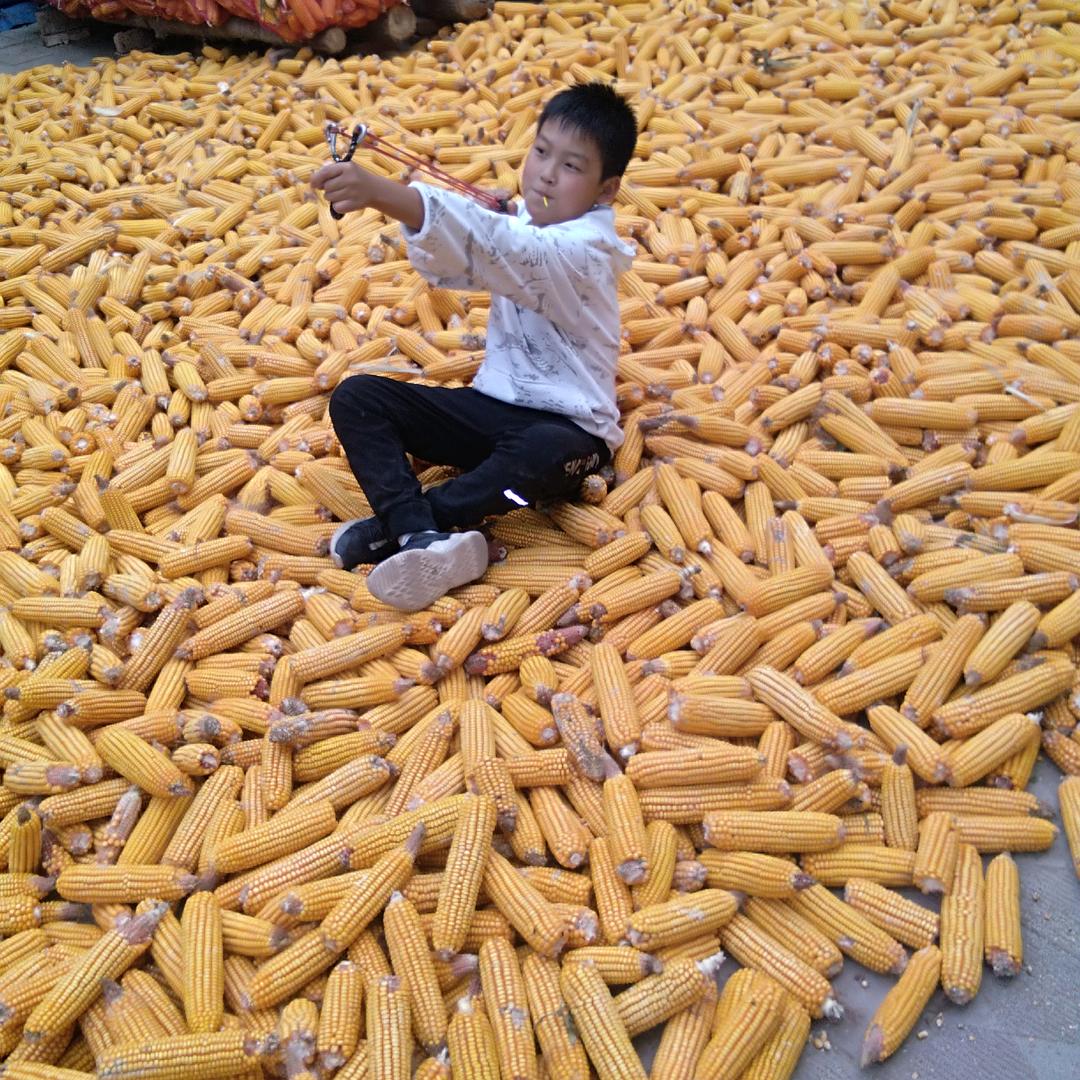 天高任鸟飞