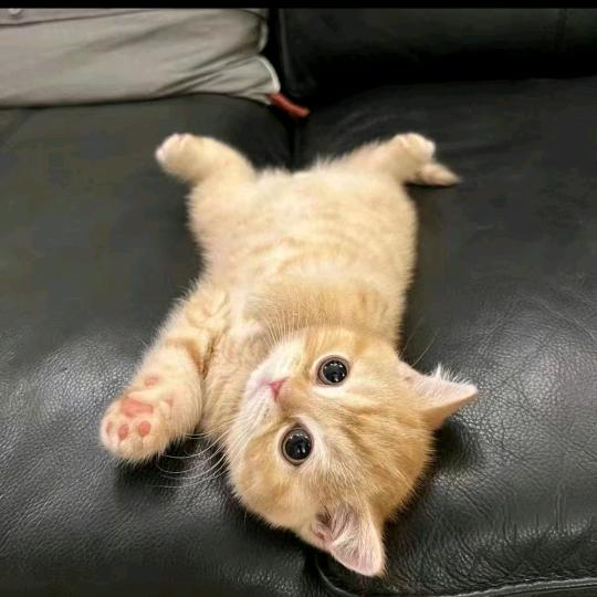 云儿
