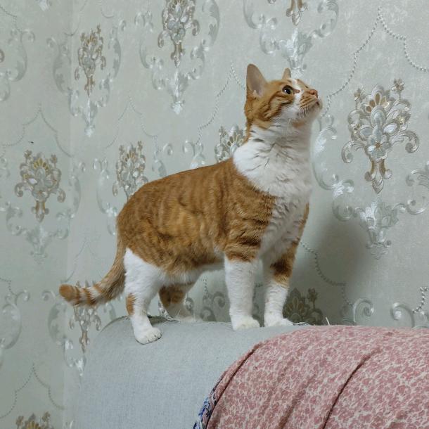 我家猫仔叫小橘