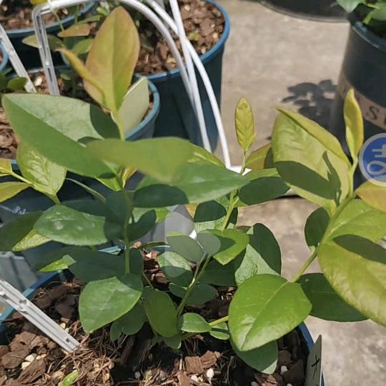 爱种蓝莓的踩坑老司机