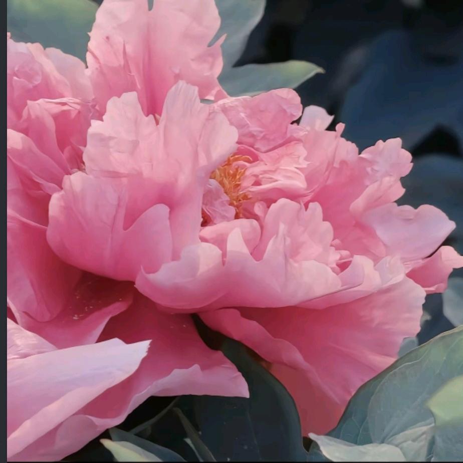 花开富贵ཽ🌸