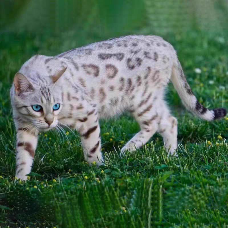 想吃猫的鱼🐟