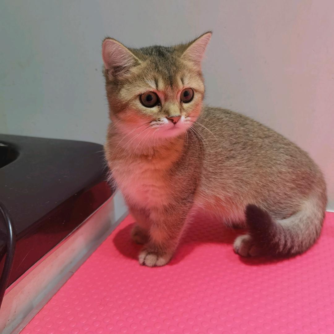 屯留三角洲工作室