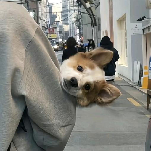 泥醉豪有柿