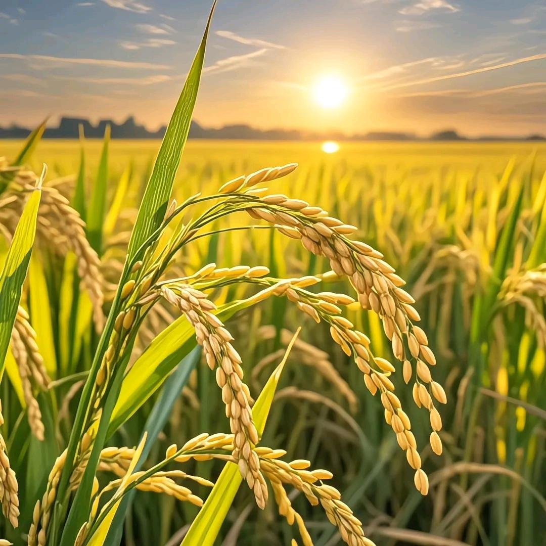 🌱【谷屿】🌱