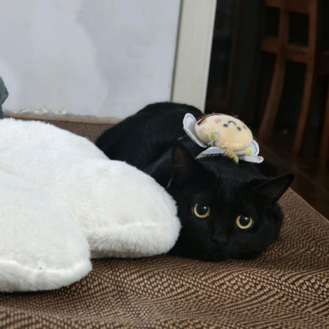 一只喵🐱