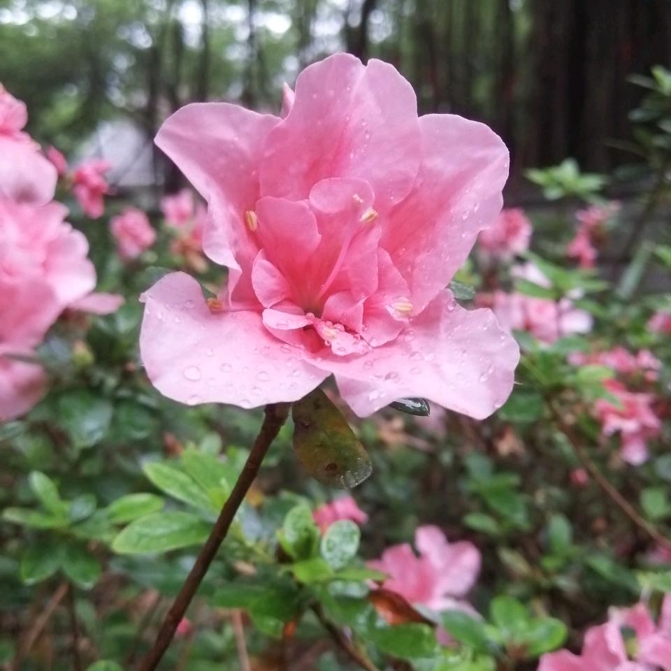 宁静悠远