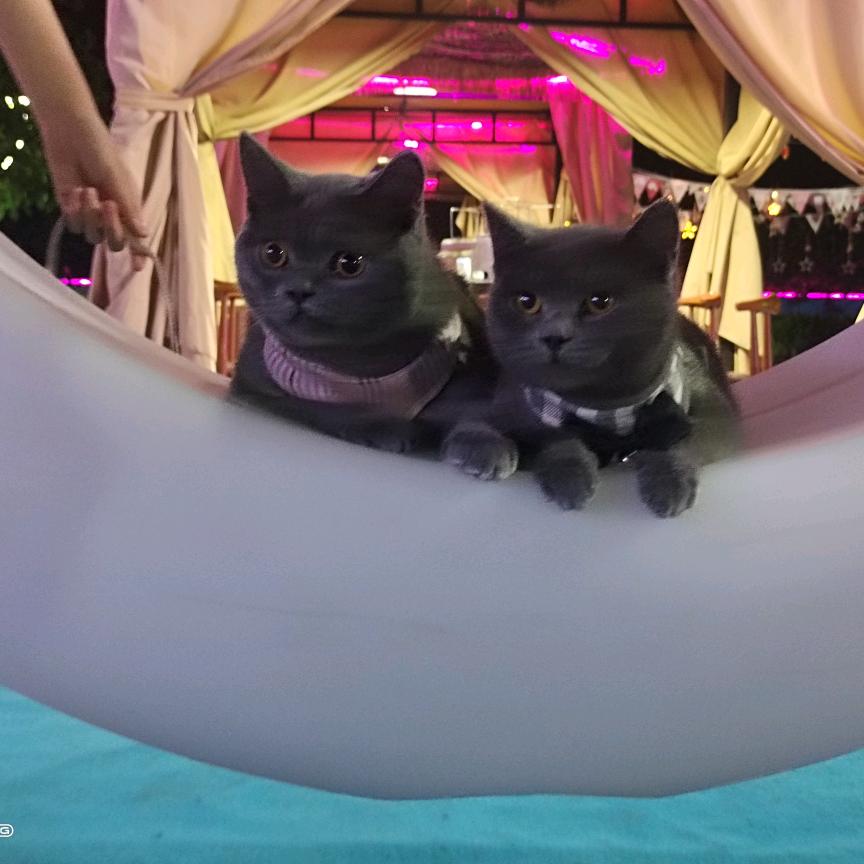 °星星✨奶酪🧀