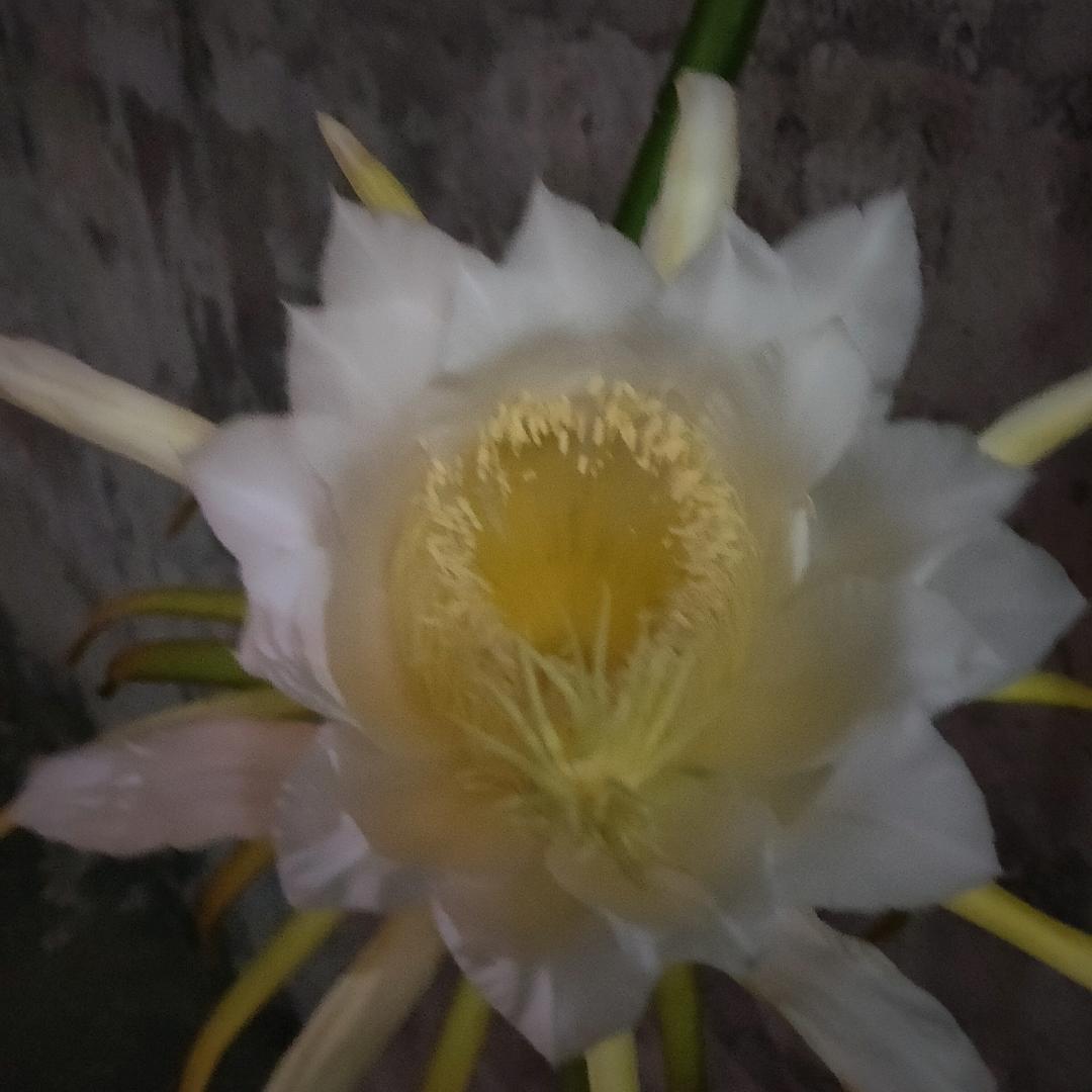六