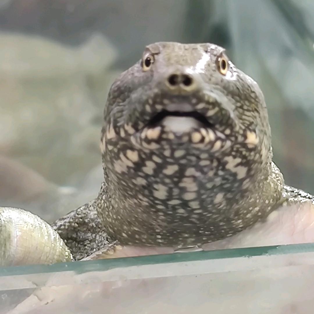 黄鳝甲鱼（赵大水产）