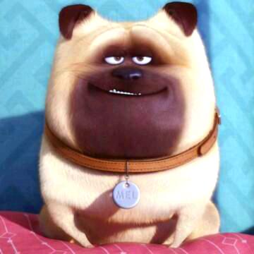 笑着飞的天堂鸟