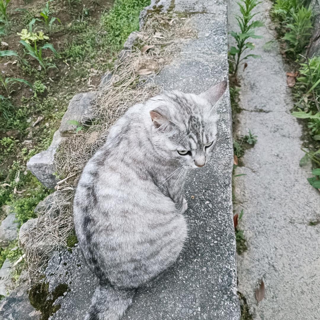 甄姐