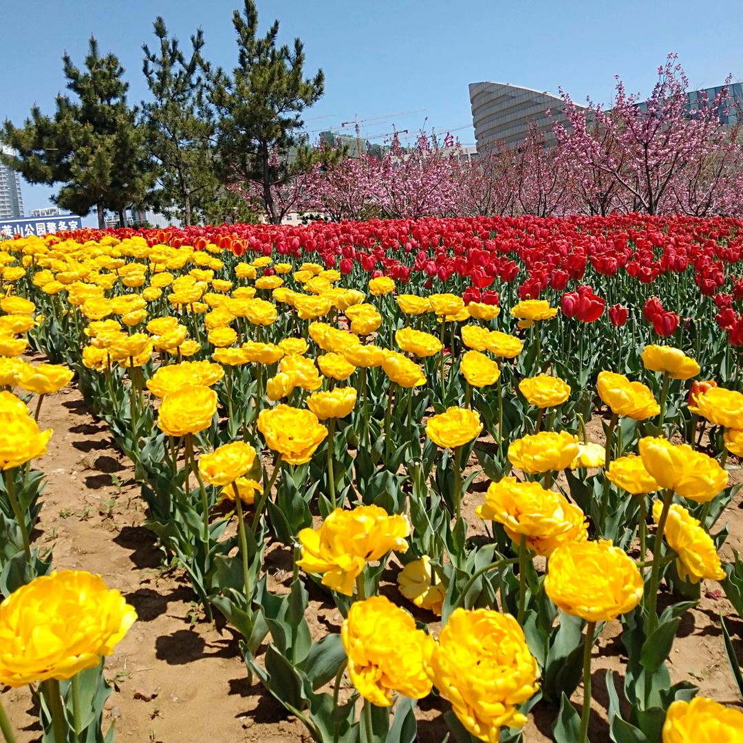 香花