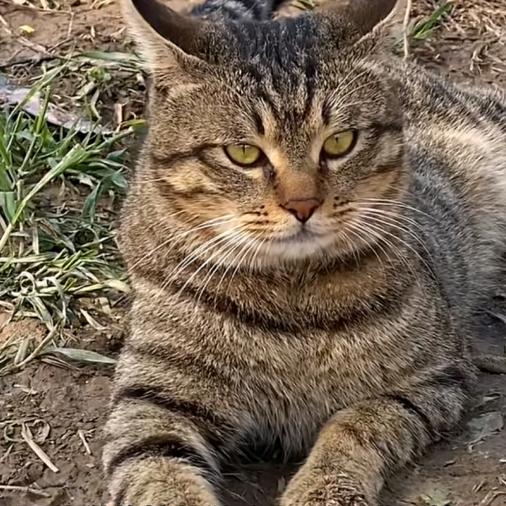 吴皇陛下万万岁