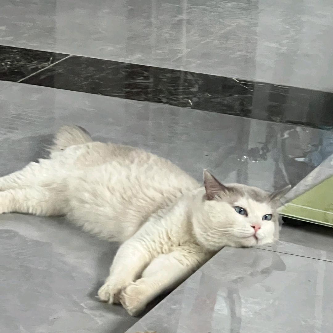 菜花的亿喵日记