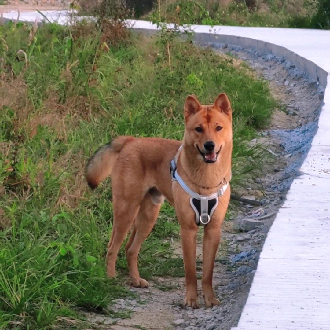 田园犬大黄