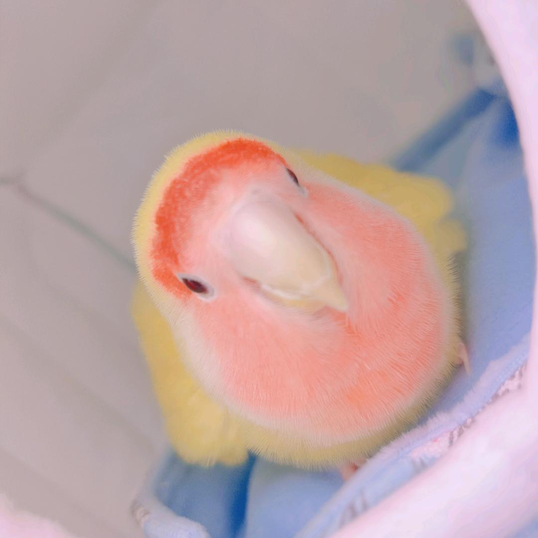王晓闹