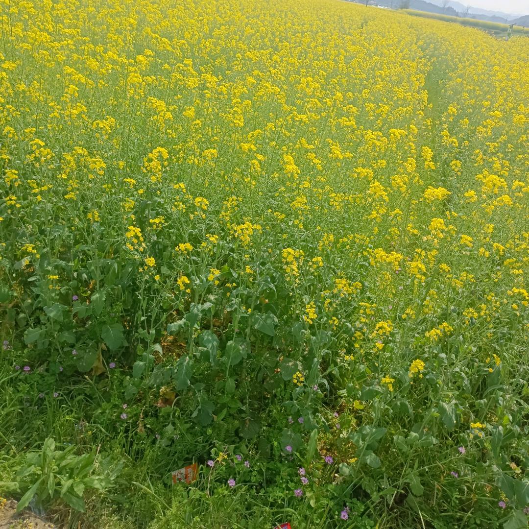 🕊໑᭄₂💞꧔᭄傻丫头₄ꦿღₒຼ