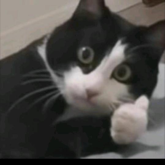 世界上最帅的狗哥