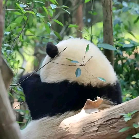 沐淇头像