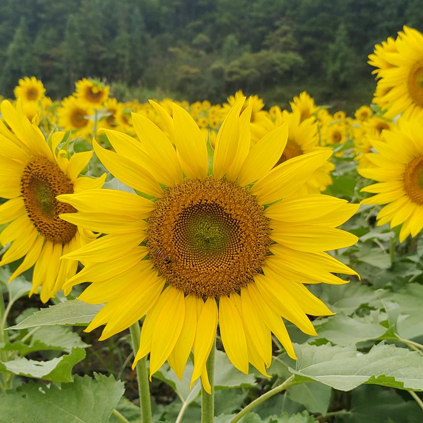 何