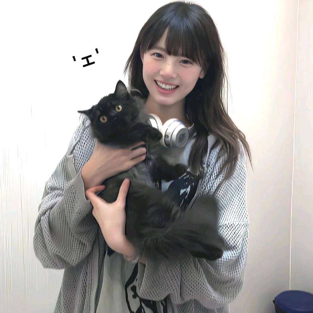 淡季水母