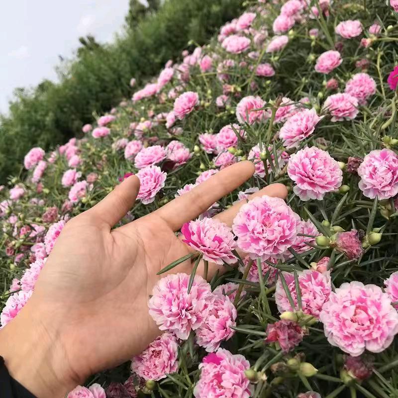 重瓣太阳花