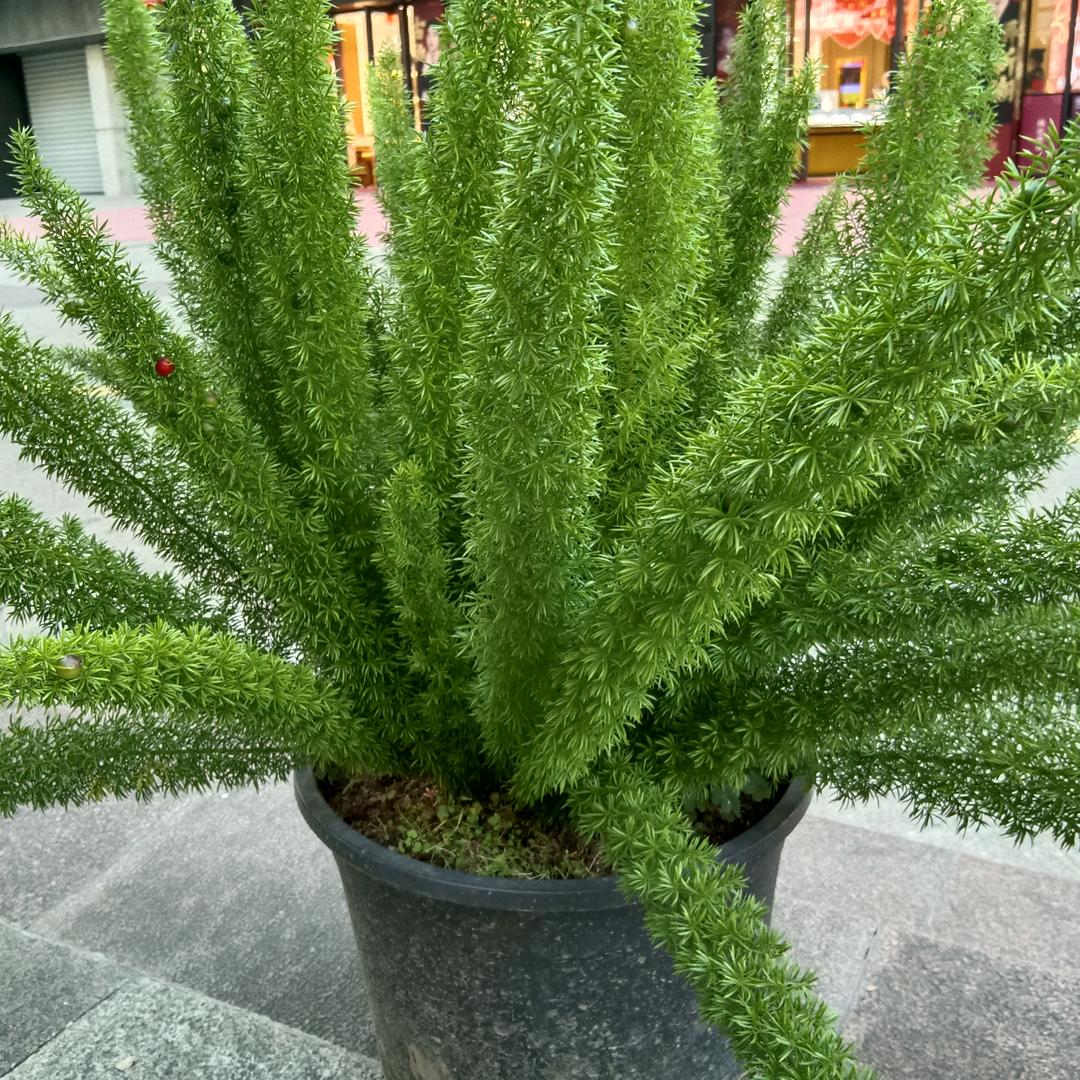 平平淡淡拒绝连赞