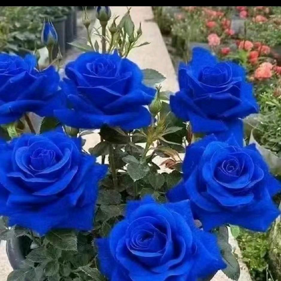 苦海无边，回头是岸。