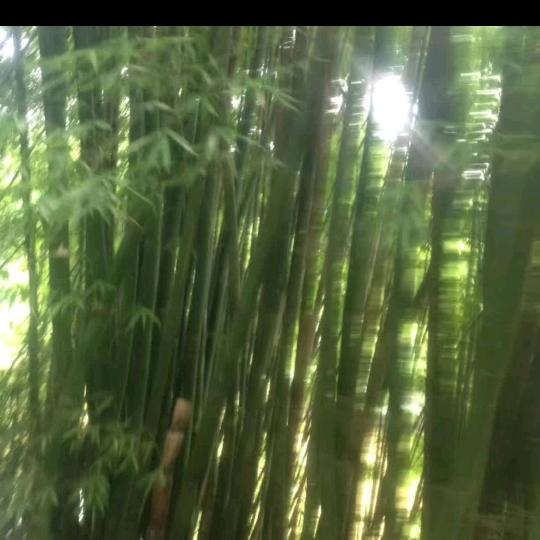 费总统