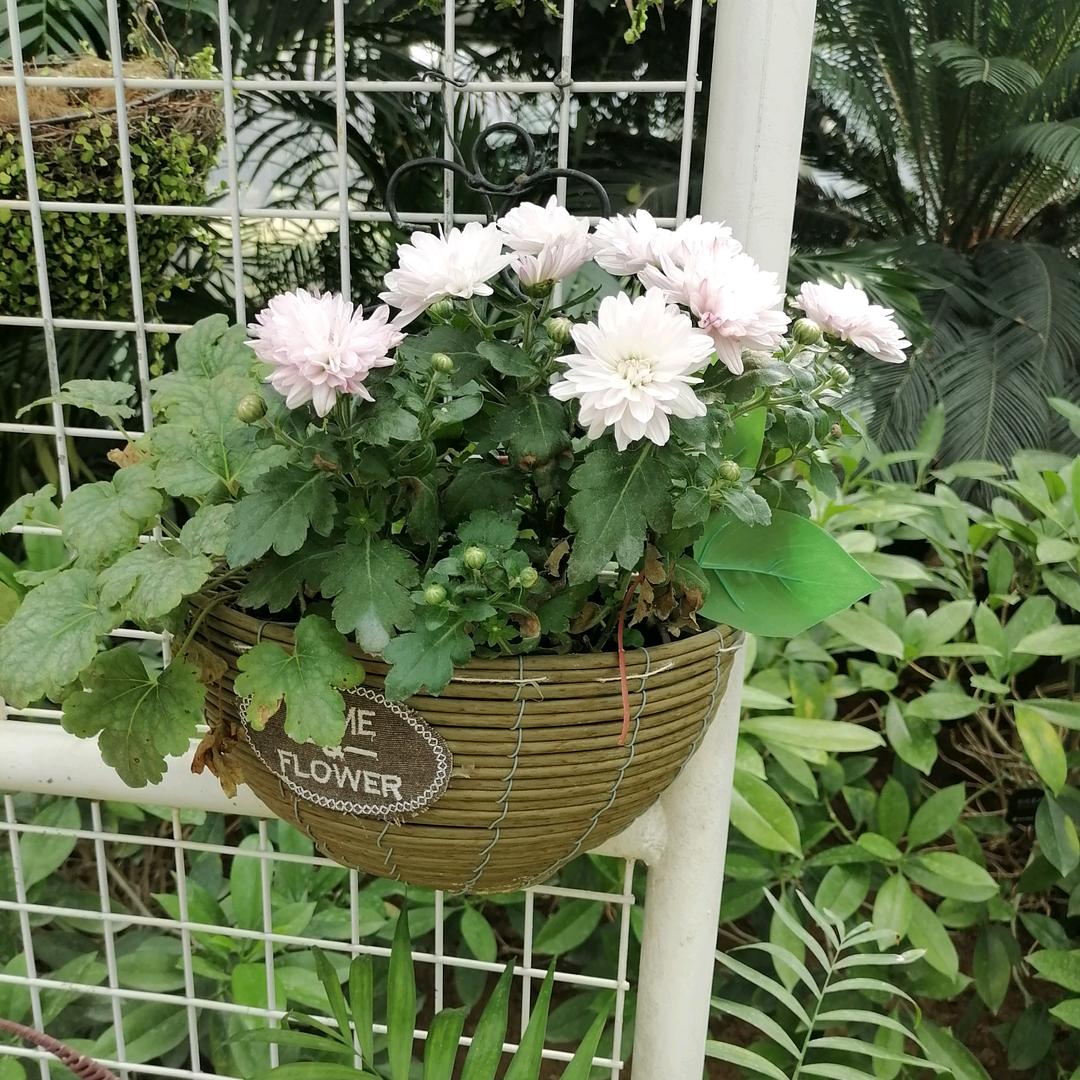 开心小菜园