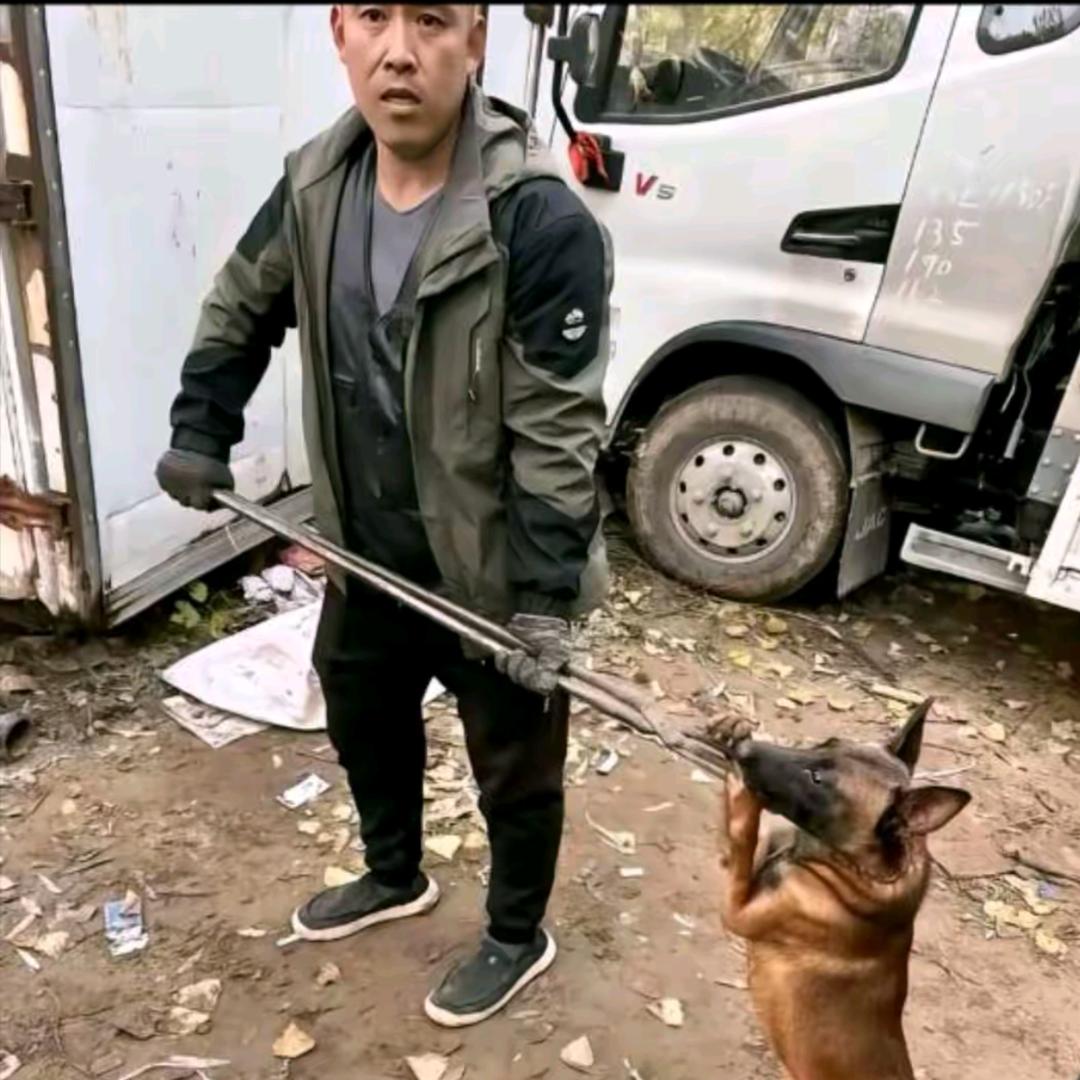 AAA蒲少专业套狗
