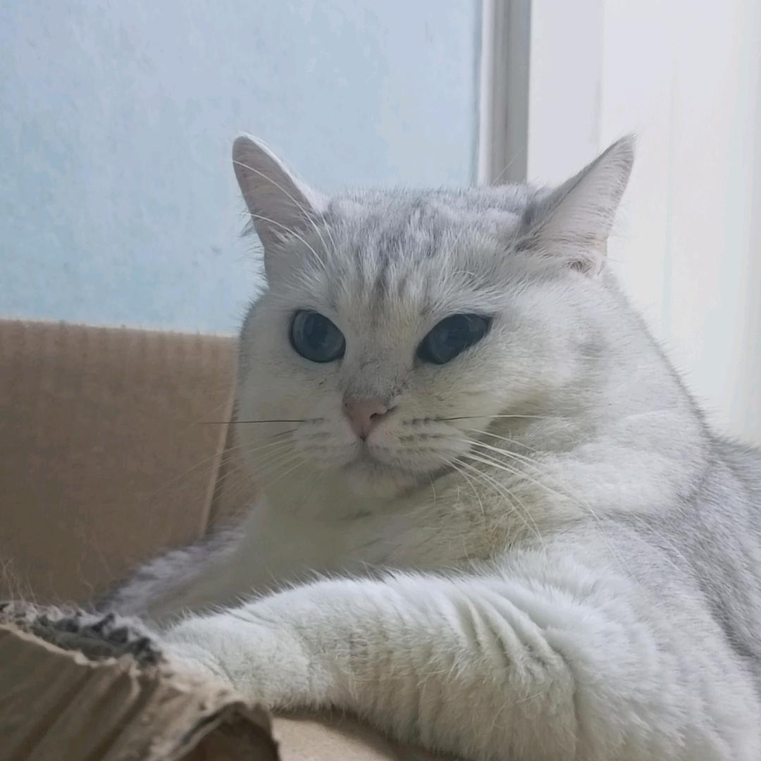 桃子和元宝是两只猫