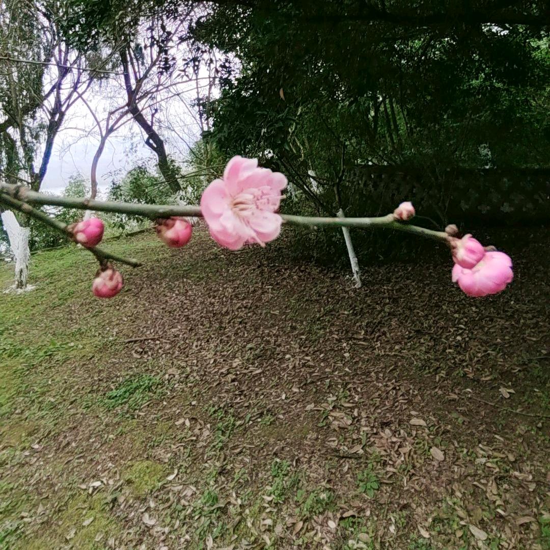 ～尘～入 (⑉°з°)-♡凡～世～间