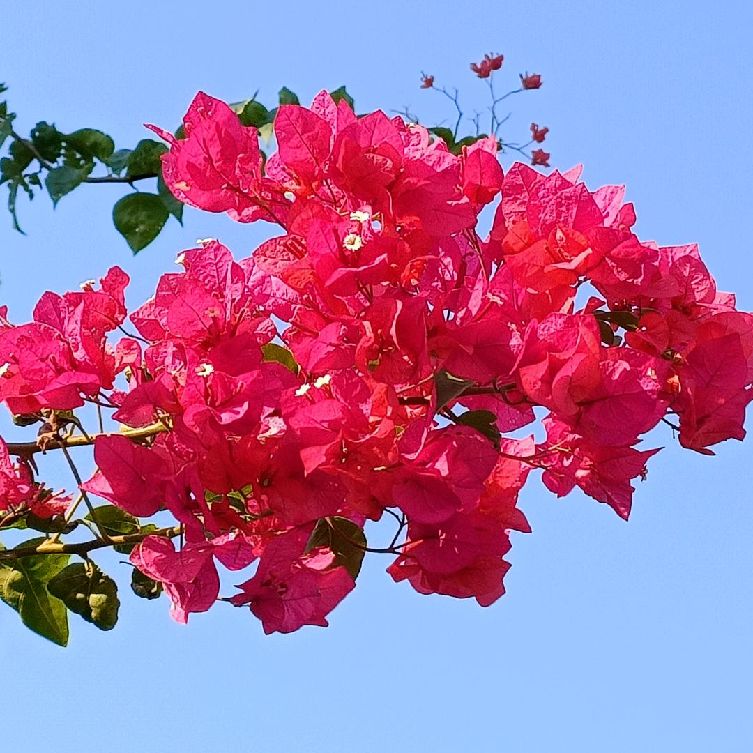 静心花开