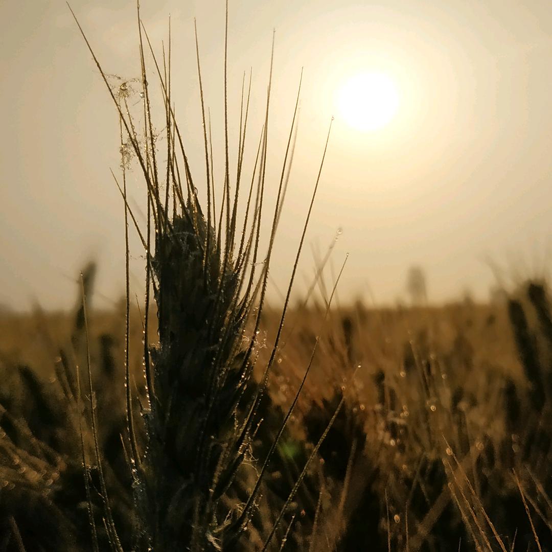徐德道(中式心理)