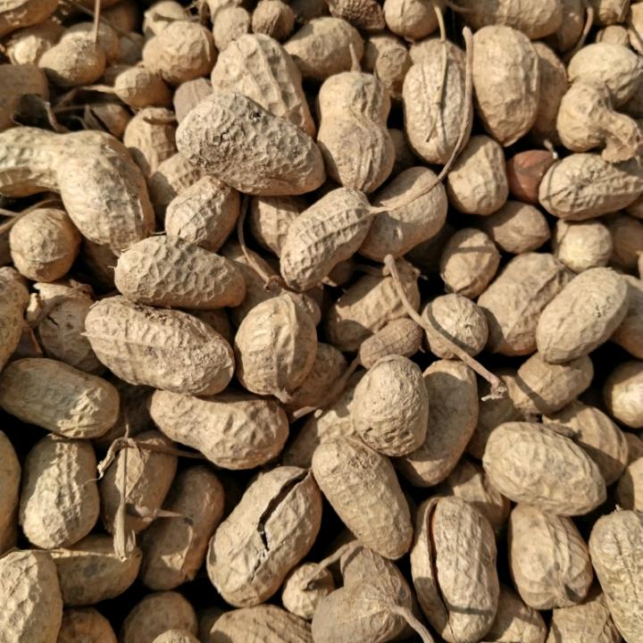 金金收购花生🥜