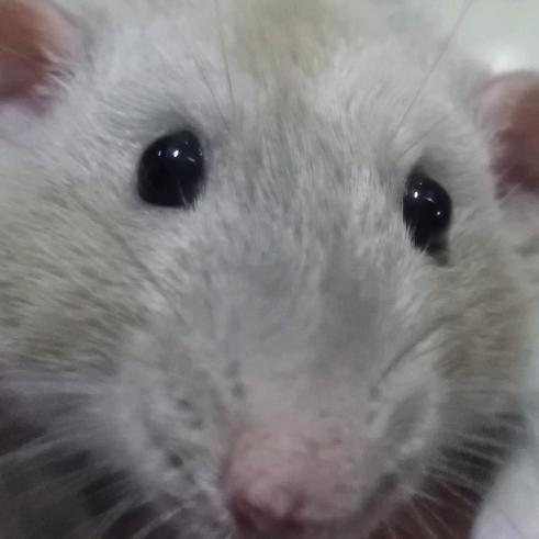 吉吉国王与乞丐