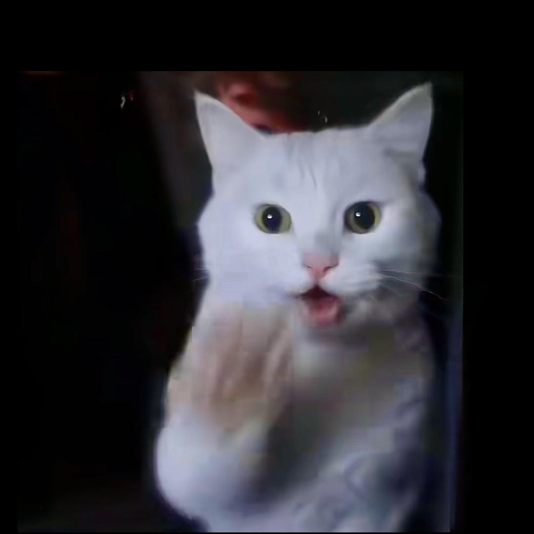 猫咪来敲窗