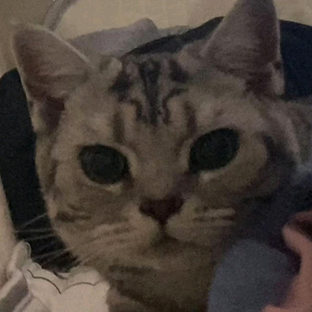 毛豆