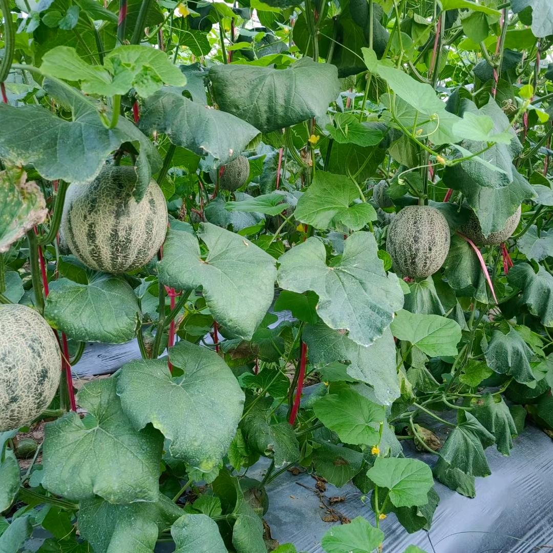 丰农水溶肥工厂店