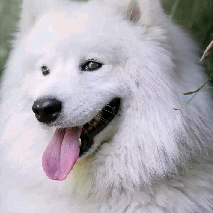 ⭐️狼飞哥⭐️