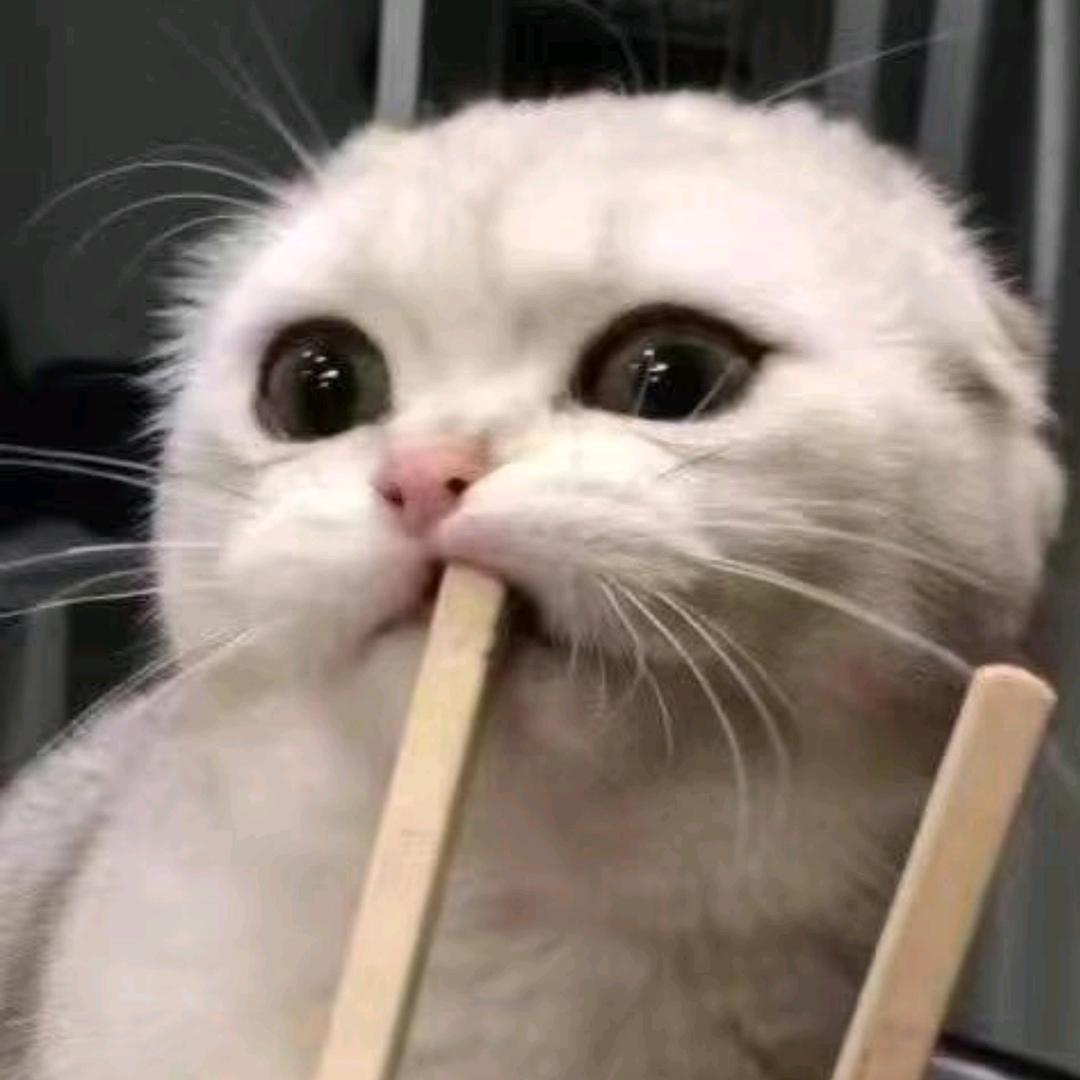 十四是个蘑菇
