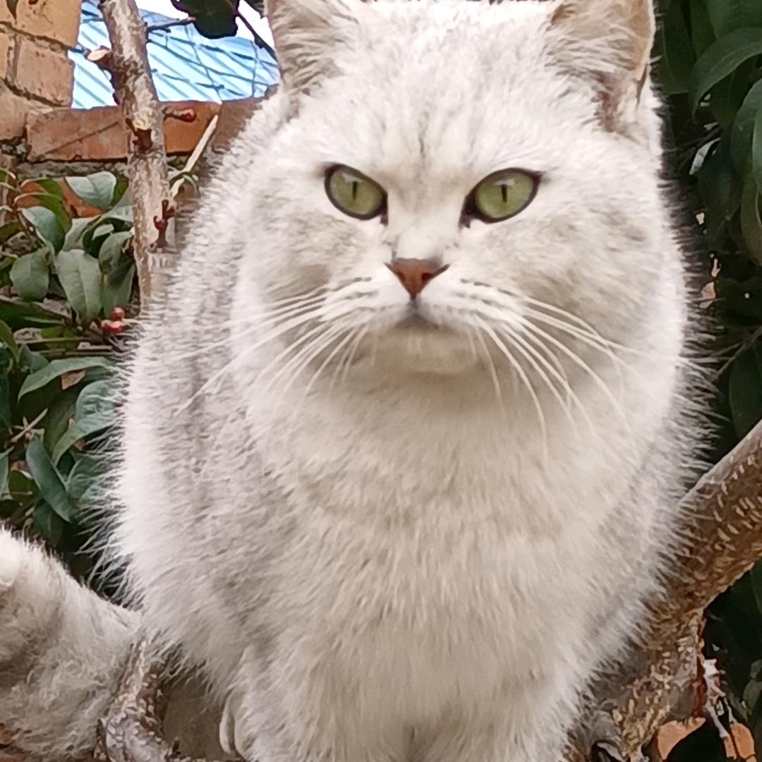 波波公子