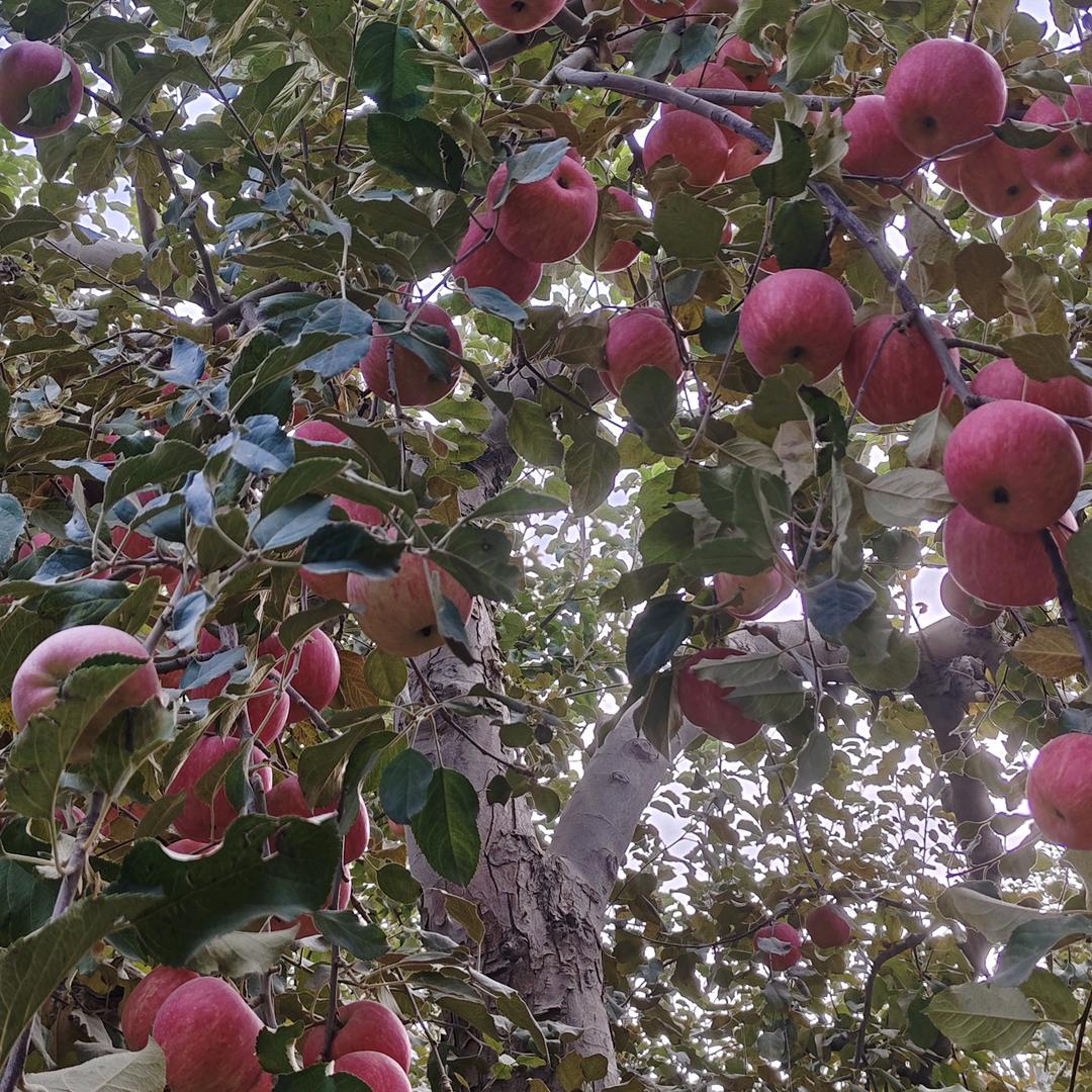 用户4007935585210狼行天下