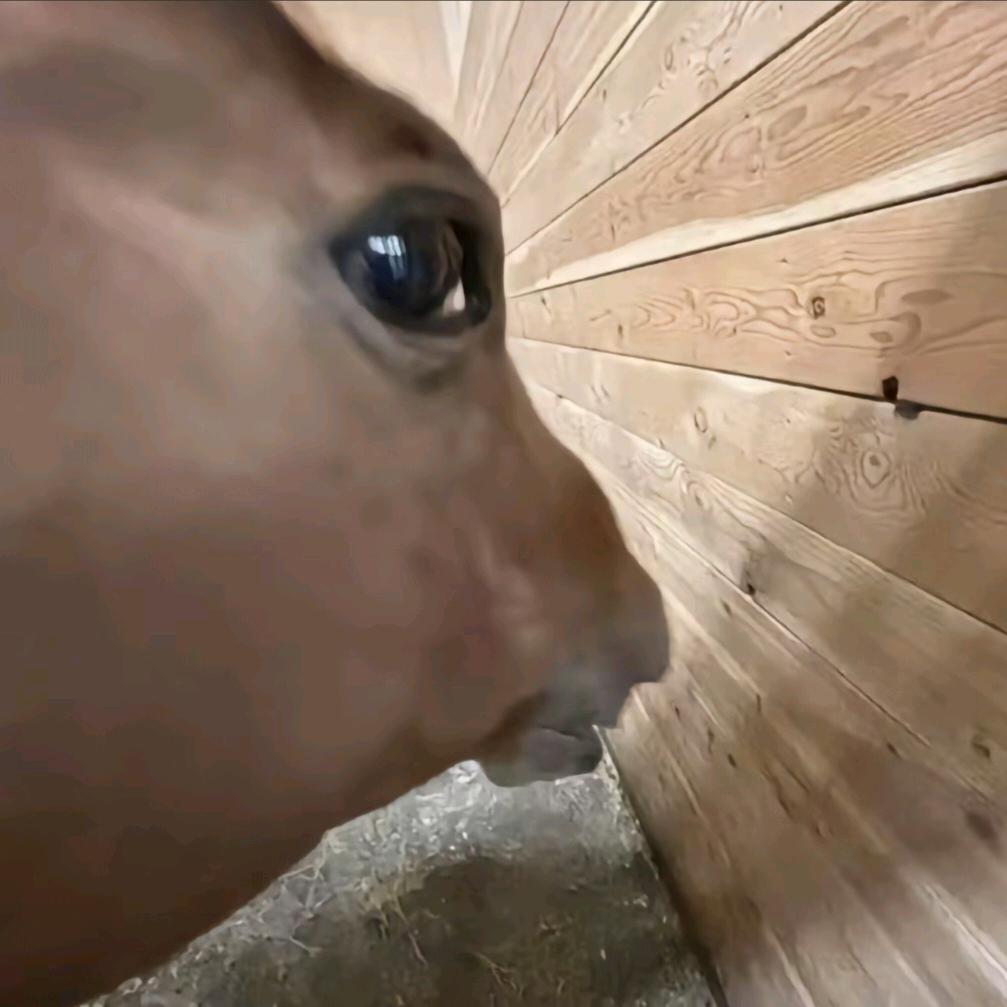 重生之叶塞大陆我是皇帝的小新娘